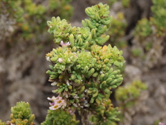 Heliotropium pycnophyllum