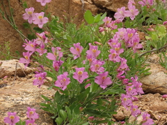 Alstroemeria violacea