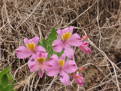 Alstroemeria violacea