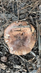Tricholoma dryophilum