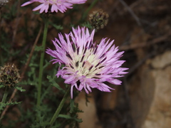 Plectocephalus cachinalensis