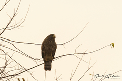 Rupornis magnirostris