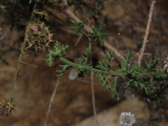 Plectocephalus cachinalensis