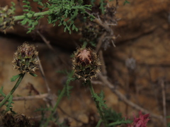 Plectocephalus cachinalensis