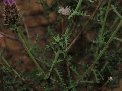 Plectocephalus cachinalensis