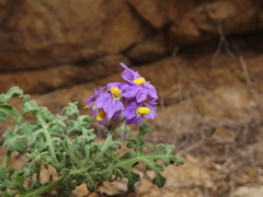 Solanum remyanum