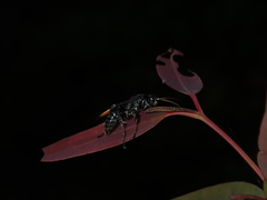 Calopompilus raptor