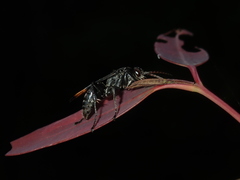 Calopompilus raptor