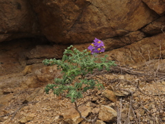 Solanum remyanum