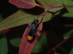 Calopompilus raptor