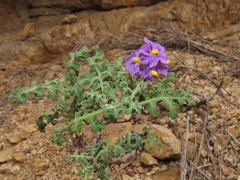 Solanum remyanum