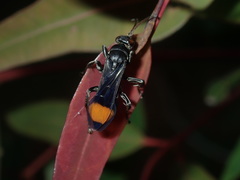 Calopompilus raptor