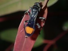 Calopompilus raptor