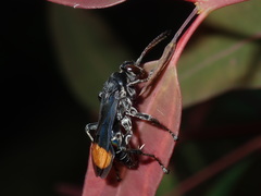Calopompilus raptor
