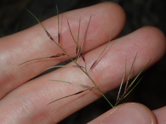 Aristida vagans