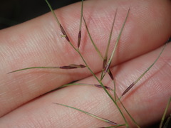 Aristida vagans
