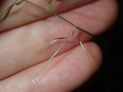 Aristida vagans