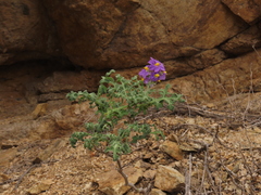 Solanum remyanum