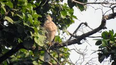 Accipiter badius