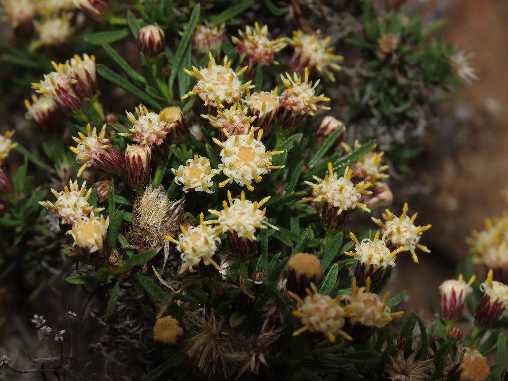 Baccharis taltalensis