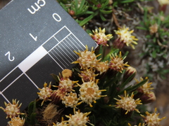Baccharis taltalensis