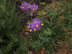 Solanum remyanum