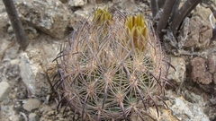 Echinomastus unguispinus