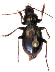 Loxomerus brevis