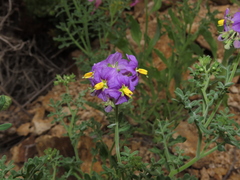 Solanum remyanum