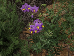 Solanum remyanum
