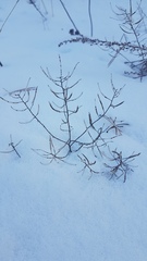 Dontostemon integrifolius