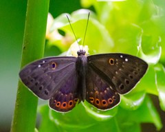 Eurybia molochina