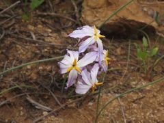 Leucocoryne appendiculata