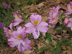 Alstroemeria violacea