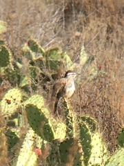 Campylorhynchus brunneicapillus sandiegensis