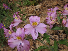 Alstroemeria violacea