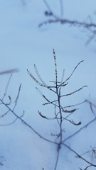 Dontostemon integrifolius