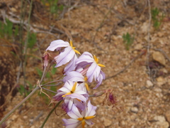 Leucocoryne appendiculata