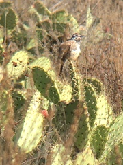 Campylorhynchus brunneicapillus sandiegensis
