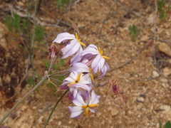 Leucocoryne appendiculata