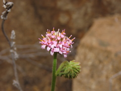 Polyachyrus fuscus