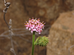 Polyachyrus fuscus
