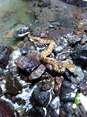 Craspedocephalus puniceus