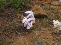 Leucocoryne appendiculata