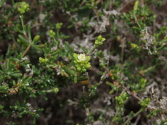 Spergularia arbuscula