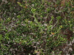 Spergularia arbuscula