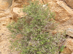 Spergularia arbuscula