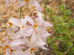 Leucocoryne appendiculata