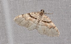 Xanthorhoe packardata