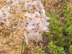 Leucocoryne appendiculata